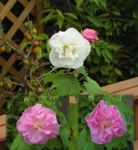 Amazon.co.jp: 酔芙蓉（スイフヨウ）9cmポット苗 : DIY・工具